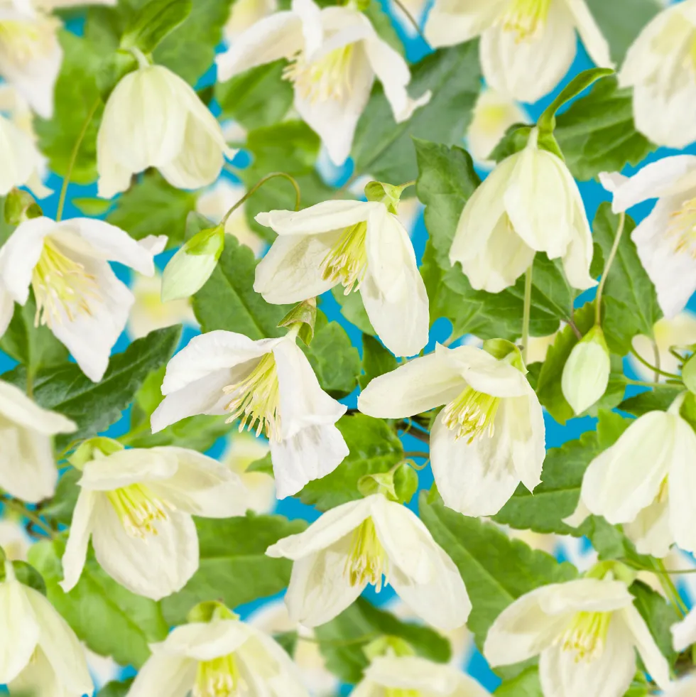 Klätterväxt Vintergrön Klematis Omnia Garden Jingle Bells 40-60 cm