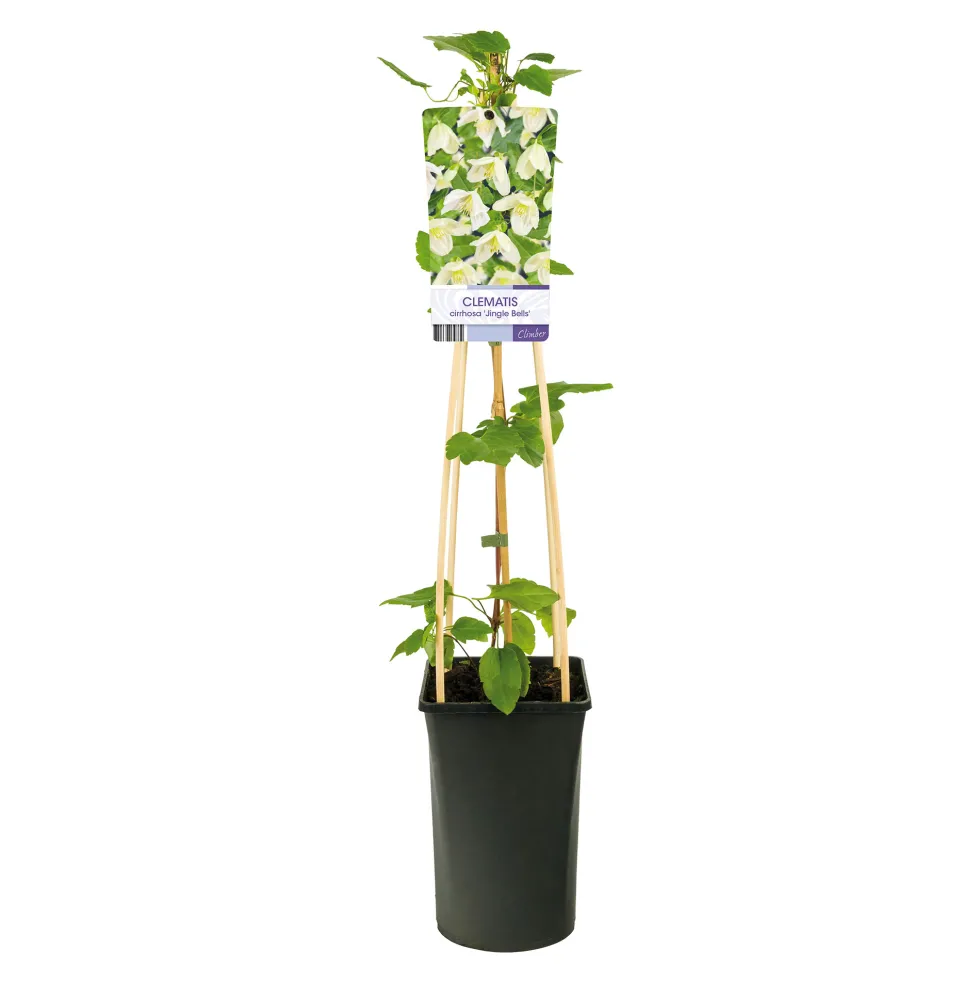 Klätterväxt Vintergrön Klematis Omnia Garden Jingle Bells 40-60 cm