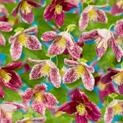 Klätterväxt Vintergrön Klematis Omnia Garden Freckles 40-60 cm