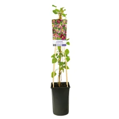 Klätterväxt Vintergrön Klematis Omnia Garden Freckles 40-60 cm
