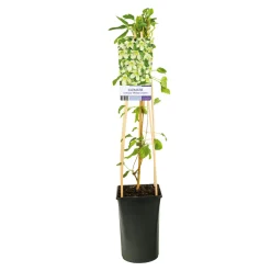 Klätterväxt Vintergrön Klematis Omnia Garden Wisley Cream 40-60 cm
