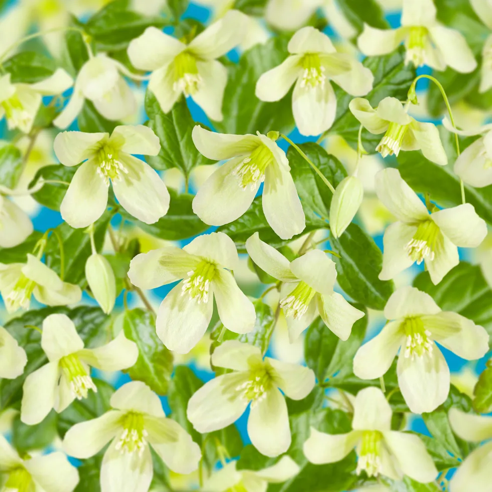 Klätterväxt Vintergrön Klematis Omnia Garden Wisley Cream 40-60 cm