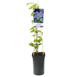 Klätterväxt Violettrosa Jackmanii Klematis Omnia Garden 40-60 cm