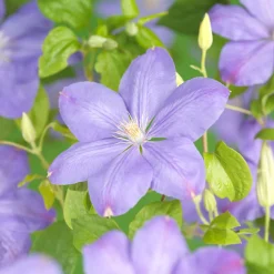 Klätterväxt Violettrosa Jackmanii Klematis Omnia Garden 40-60 cm