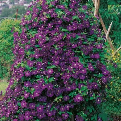 Klätterväxt Viticella Klematis Omnia Garden 40-60 cm