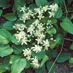 Klätterväxt Vit Skogsklematis Omnia Garden 40-60 cm