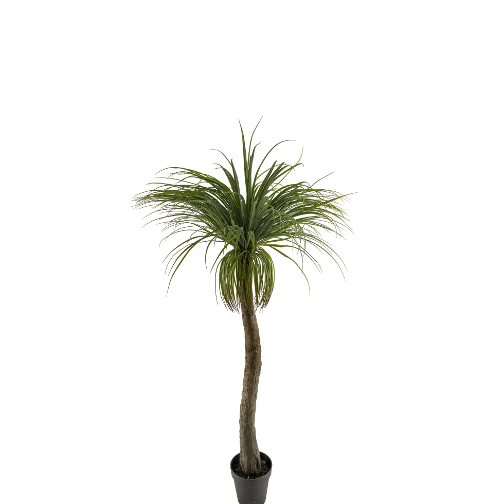 Konstväxt Mr Plant Flasklilja