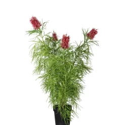 Konstväxt Mr Plant Grevillea