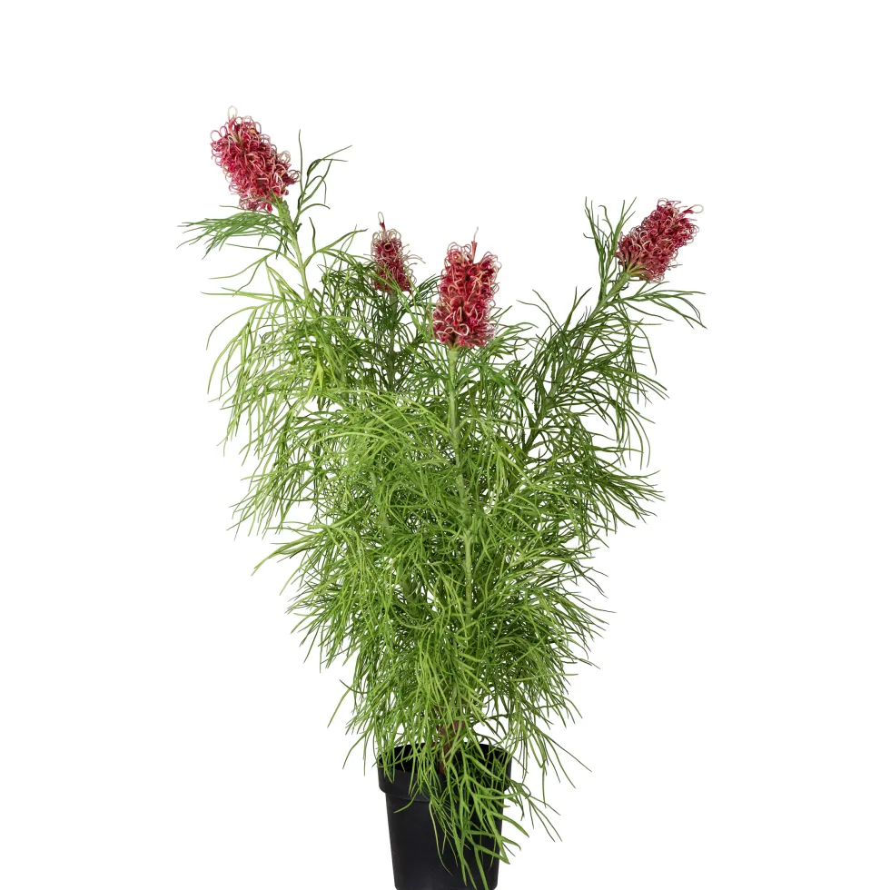 Konstväxt Mr Plant Grevillea