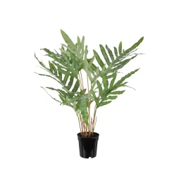 Konstväxt Mr Plant Ormbunke 75