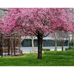Körsbärsträd Omnia Garden Japanskt Prunus Kanzan 100-120 cm