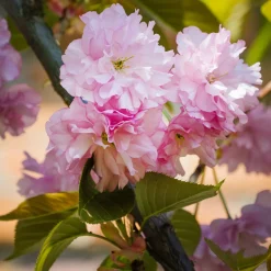 Körsbärsträd Omnia Garden Japanskt Prunus Kanzan 100-120 cm