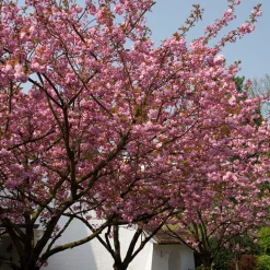 Körsbärsträd Omnia Garden Japanskt Prunus Kanzan 100-120 cm