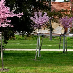 Körsbärsträd Omnia Garden Japanskt Prunus Kanzan 100-120 cm
