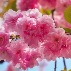 Körsbärsträd Omnia Garden Japanskt Prunus Kanzan 100-120 cm