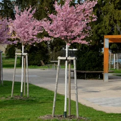 Körsbärsträd Omnia Garden Japanskt Prunus Kanzan 100-120 cm