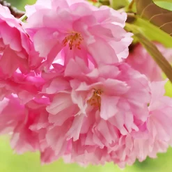 Körsbärsträd Omnia Garden Japanskt Prunus Kanzan 100-120 cm