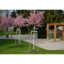 Körsbärsträd Omnia Garden Japanskt Prunus Kanzan 100-120 cm