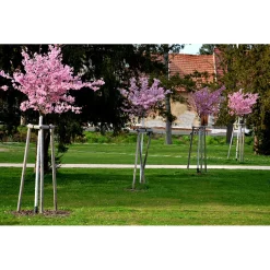 Körsbärsträd Omnia Garden Japanskt Prunus Kanzan 100-120 cm
