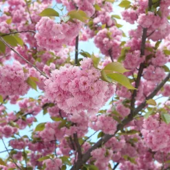 Körsbärsträd Omnia Garden Japanskt Prunus Kanzan 100-120 cm