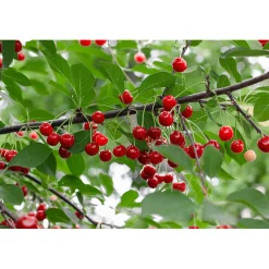 Körsbärsträd Omnia Garden Prunus Cerasus Berit