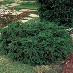 Krypidegran Omnia Garden Repandens 25-30 cm