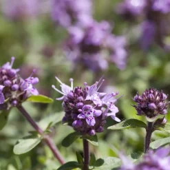 Kungsmynta Omnia Garden