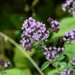 Kungsmynta Omnia Garden