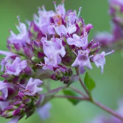 Kungsmynta Omnia Garden