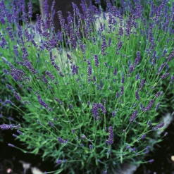 Lavendel Omnia Garden Hidcote