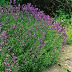 Lavendel Omnia Garden Munstead Stor Kruka