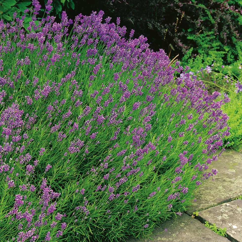 Lavendel Omnia Garden Munstead Stor Kruka