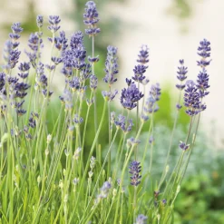 Lavendel Omnia Garden Munstead Liten Kruka