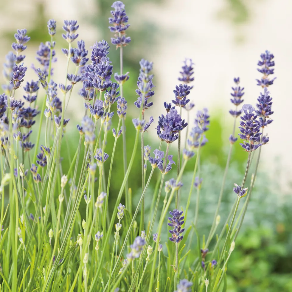 Lavendel Omnia Garden Munstead Liten Kruka