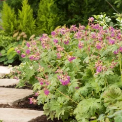 Marktäckare Flocknäva Omnia Garden Ingwersens Variety