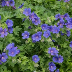 Marktäckare Kungsnäva Omnia Garden