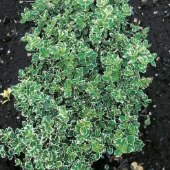 Marktäckare Omnia Garden Klätterbenved Euonymus fort. Emerald Gaiety