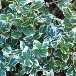 Marktäckare Omnia Garden Klätterbenved Euonymus fort. Emerald Gaiety