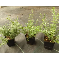 Marktäckare Omnia Garden Klätterbenved Euonymus fort. Emerald Gaiety
