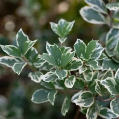 Marktäckare Omnia Garden Klätterbenved Euonymus fort. Emerald Gaiety