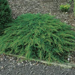 Matt-en Omnia Garden Green Carpet 30-35 cm