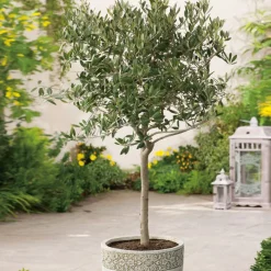 Olivträd Omnia Garden