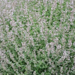 Perenn Omnia Garden Bergnepeta Amelia
