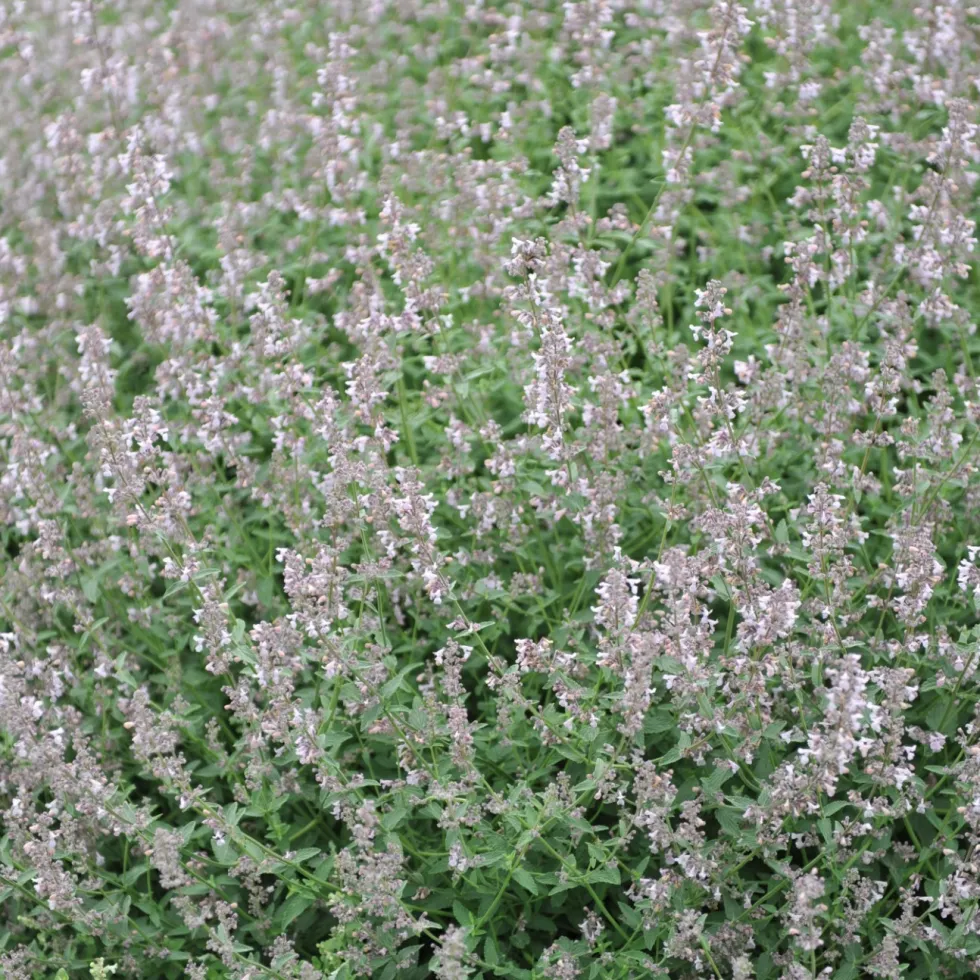 Perenn Omnia Garden Bergnepeta Amelia