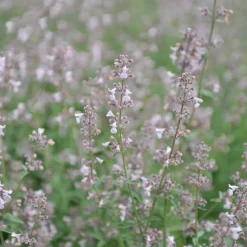 Perenn Omnia Garden Bergnepeta Amelia