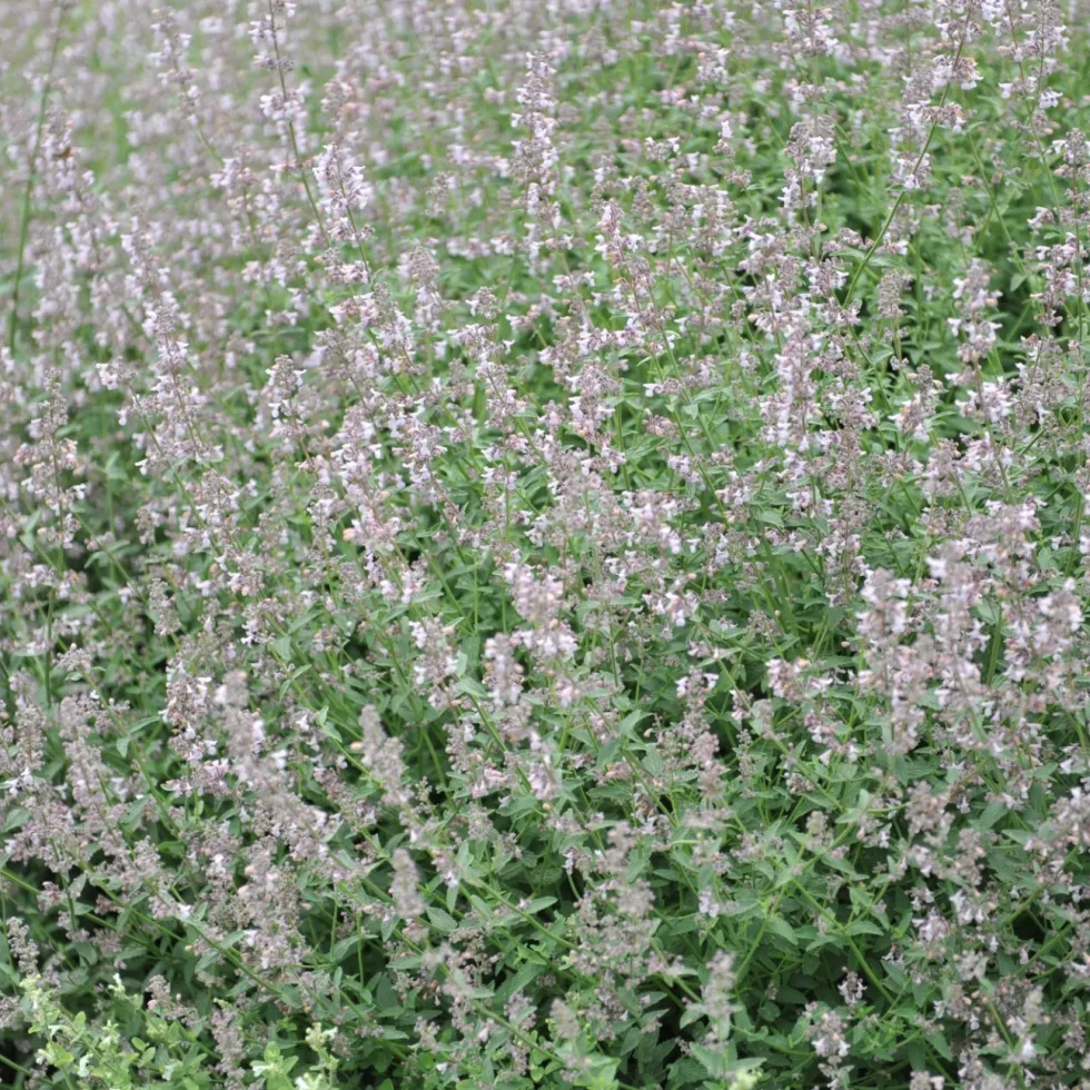 Perenn Omnia Garden Bergnepeta Amelia