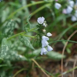 Perenn Omnia Garden Brokbladig Lungört Opal Ocupol