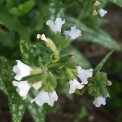 Perenn Omnia Garden Brokbladig Lungört Opal Ocupol