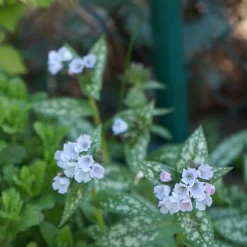 Perenn Omnia Garden Brokbladig Lungört Opal Ocupol