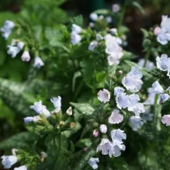 Perenn Omnia Garden Brokbladig Lungört Opal Ocupol